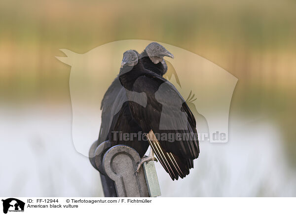 American black vulture / FF-12944