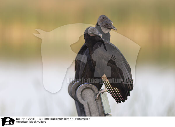 American black vulture / FF-12945