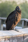 American black vulture