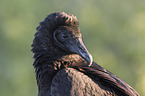 American black vulture