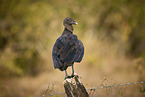 American Black Vulture