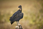 American Black Vulture