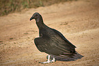 American Black Vulture