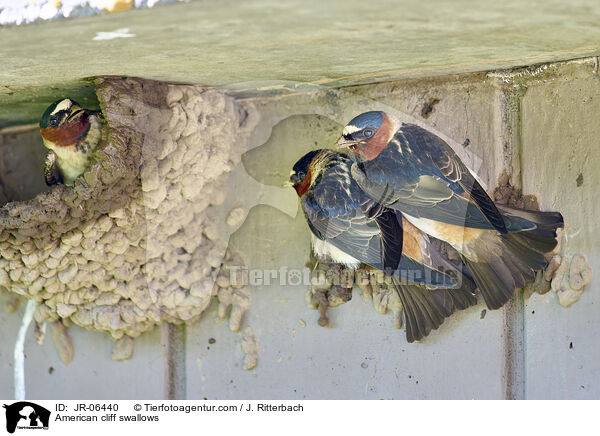 Fahlstirnschwalben / American cliff swallows / JR-06440