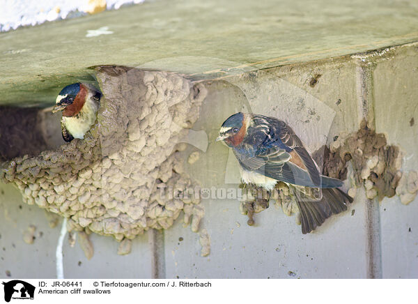 Fahlstirnschwalben / American cliff swallows / JR-06441