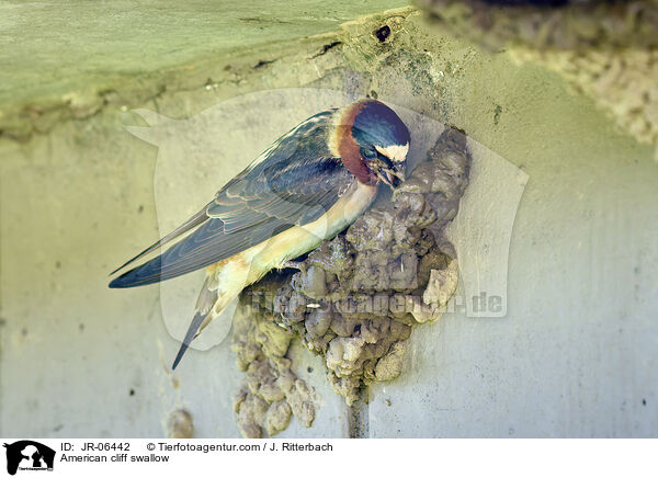 Fahlstirnschwalbe / American cliff swallow / JR-06442