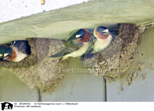 Fahlstirnschwalben / American cliff swallows / JR-06443