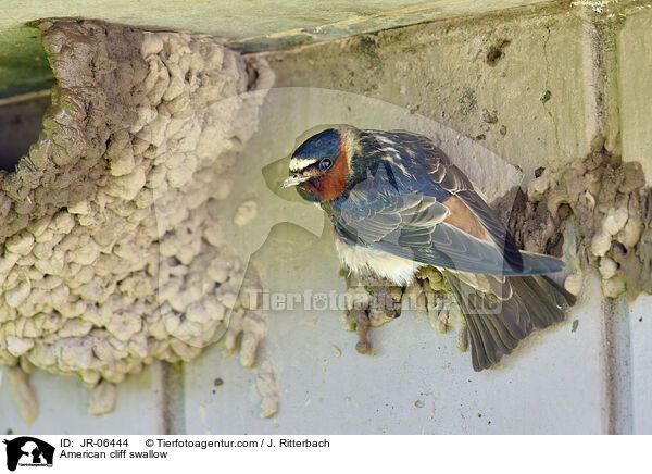 Fahlstirnschwalbe / American cliff swallow / JR-06444