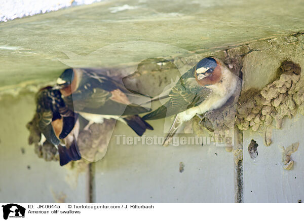 American cliff swallows / JR-06445