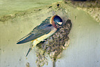 American cliff swallow