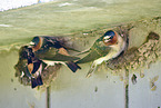 American cliff swallows