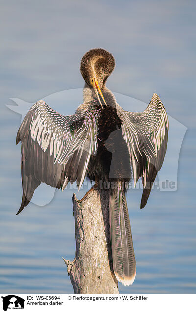 Amerikanischer Schlangenhalsvogel / American darter / WS-06694