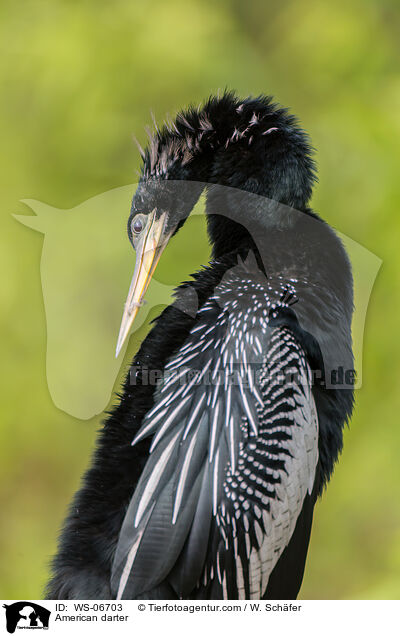 American darter / WS-06703