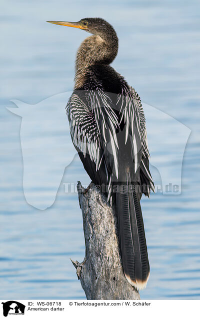 American darter / WS-06718