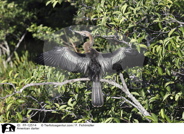 Amerikanischer Schlangenhalsvogel / American darter / FF-12514