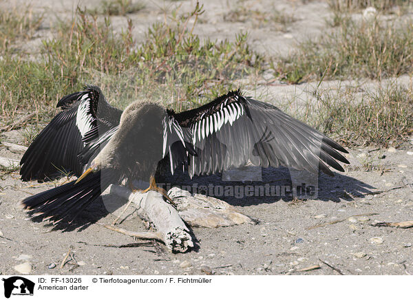 Amerikanischer Schlangenhalsvogel / American darter / FF-13026