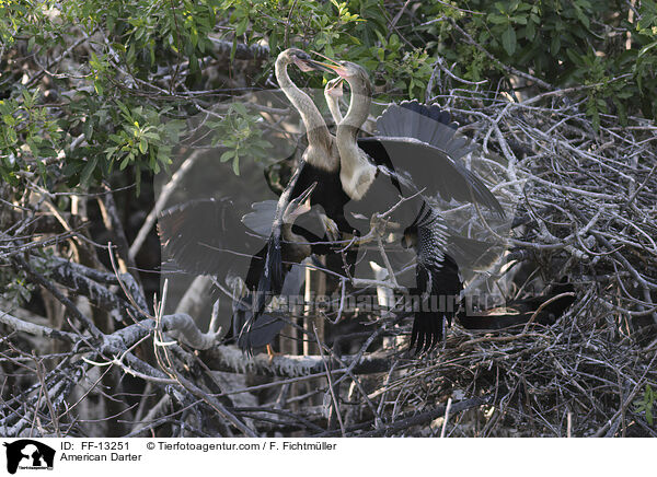 Amerikanischer Schlangenhalsvogel / American Darter / FF-13251