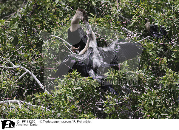 Amerikanischer Schlangenhalsvogel / American Darter / FF-13255