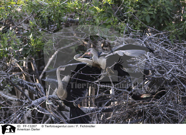 Amerikanischer Schlangenhalsvogel / American Darter / FF-13267
