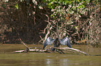 American darter