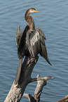 American darter