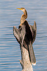 American darter