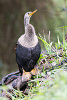 American darter