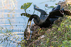 American darter