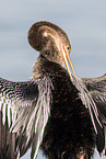 American darter