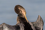 American darter