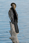 American darter