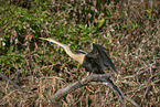 sitting American Darter