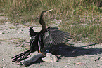 American darter