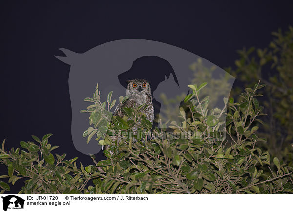 american eagle owl / JR-01720