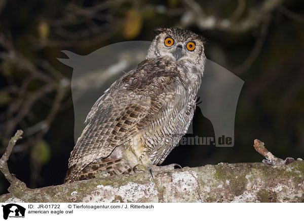 american eagle owl / JR-01722