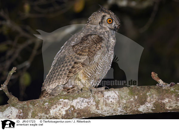 Amerikanischer Uhu / american eagle owl / JR-01723
