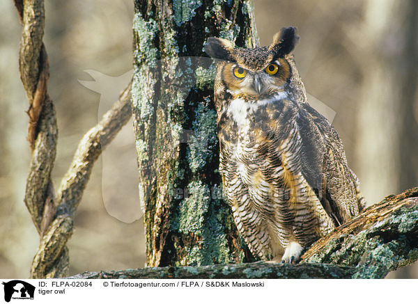 Amerikanischer Uhu / tiger owl / FLPA-02084