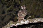 american eagle owl