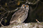 american eagle owl