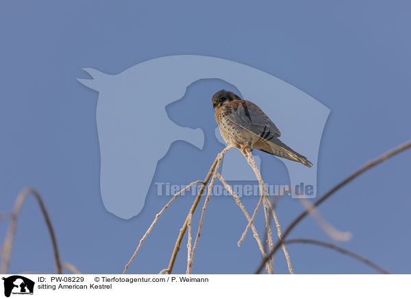 sitting American Kestrel / PW-08229
