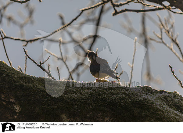 sitzender Buntfalke / sitting American Kestrel / PW-08230