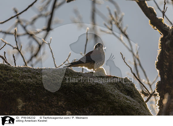 sitzender Buntfalke / sitting American Kestrel / PW-08232