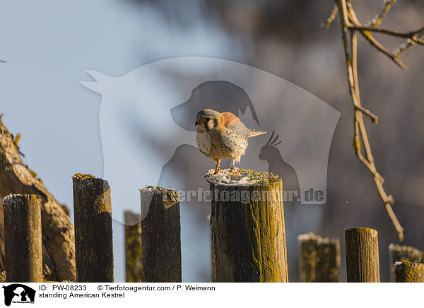 stehender Buntfalke / standing American Kestrel / PW-08233