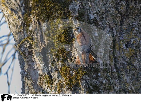 sitting American Kestrel / PW-08237