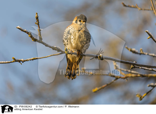 sitzender Buntfalke / sitting American Kestrel / PW-08242