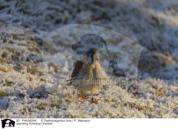 stehender Buntfalke / standing American Kestrel / PW-08246