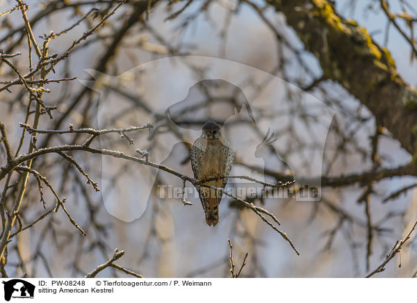 sitting American Kestrel / PW-08248