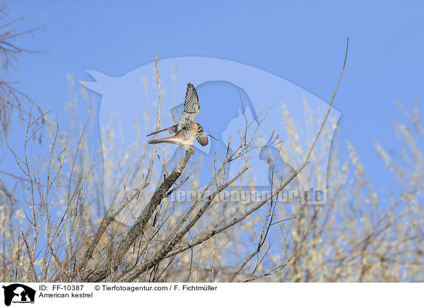 Buntfalke / American kestrel / FF-10387