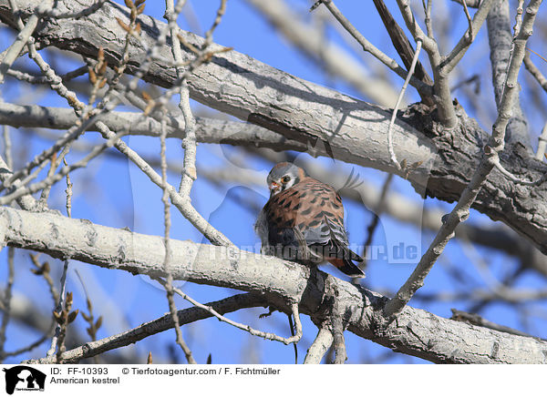 Buntfalke / American kestrel / FF-10393