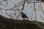 sitting American Kestrel